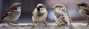 Three birds talking "small talk"